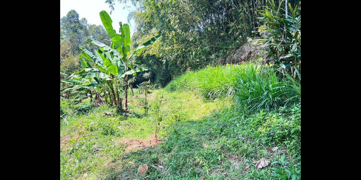 Tanah Kebun Durian 65Jt 500m Ngargoyoso Karanganyar Tanah Kebun Durian 65Jt 500m Ngargoyoso Karanganyar