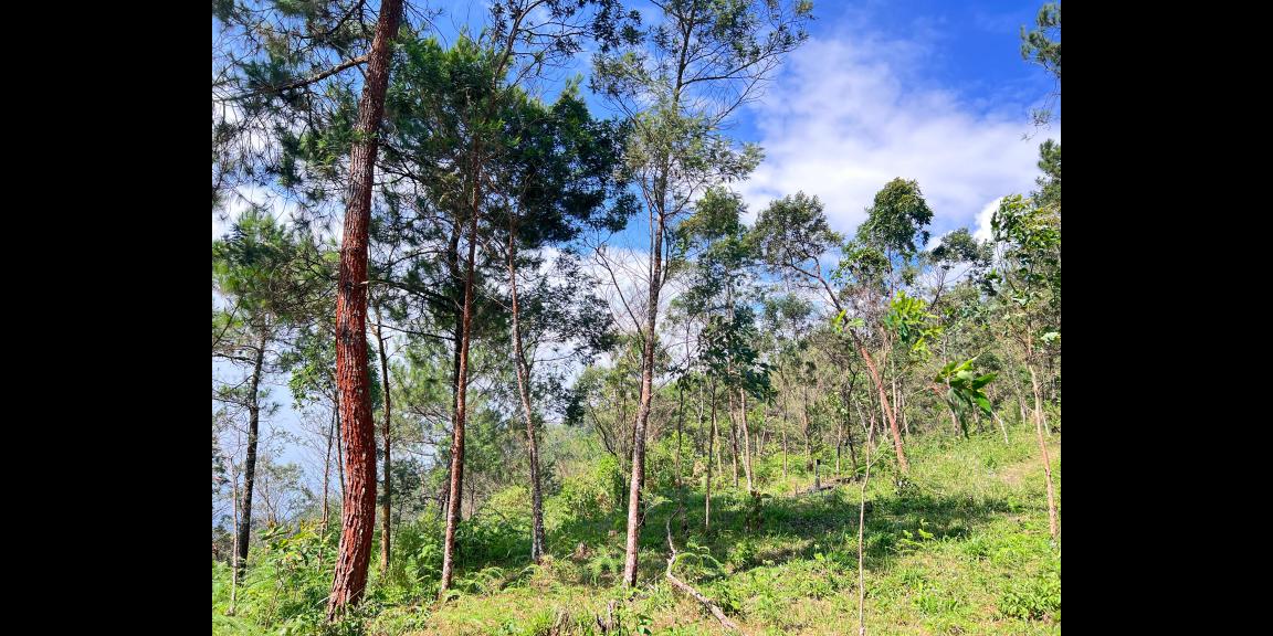 Tanah 4 Hektar Siap Bangun Wahana Wisata Karanganyar Tanah 4 Hektar Siap Bangun Wahana Wisata Karanganyar