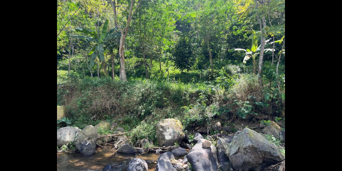 Tanah Dekat Sungai 3929m² Utara Jembatan Kaca Kemuning Tanah Dekat Sungai 3929m² Utara Jembatan Kaca Kemuning