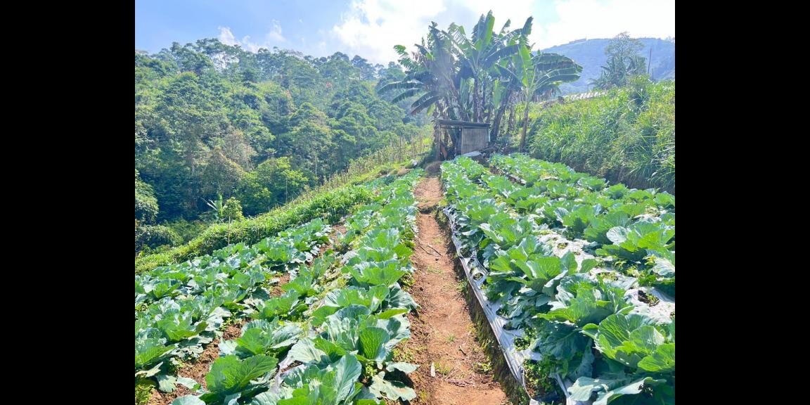 Tanah 7000m² Cocok Untuk Wisata Kebun Buah Ngargoyoso Tanah 7000m² Cocok Untuk Wisata Kebun Buah Ngargoyoso