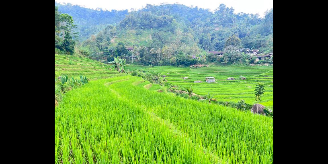 Tanah Murah 3000m 200rb/m Ngargoyoso, Solo Tanah Murah 3000m 200rb/m Ngargoyoso, Solo