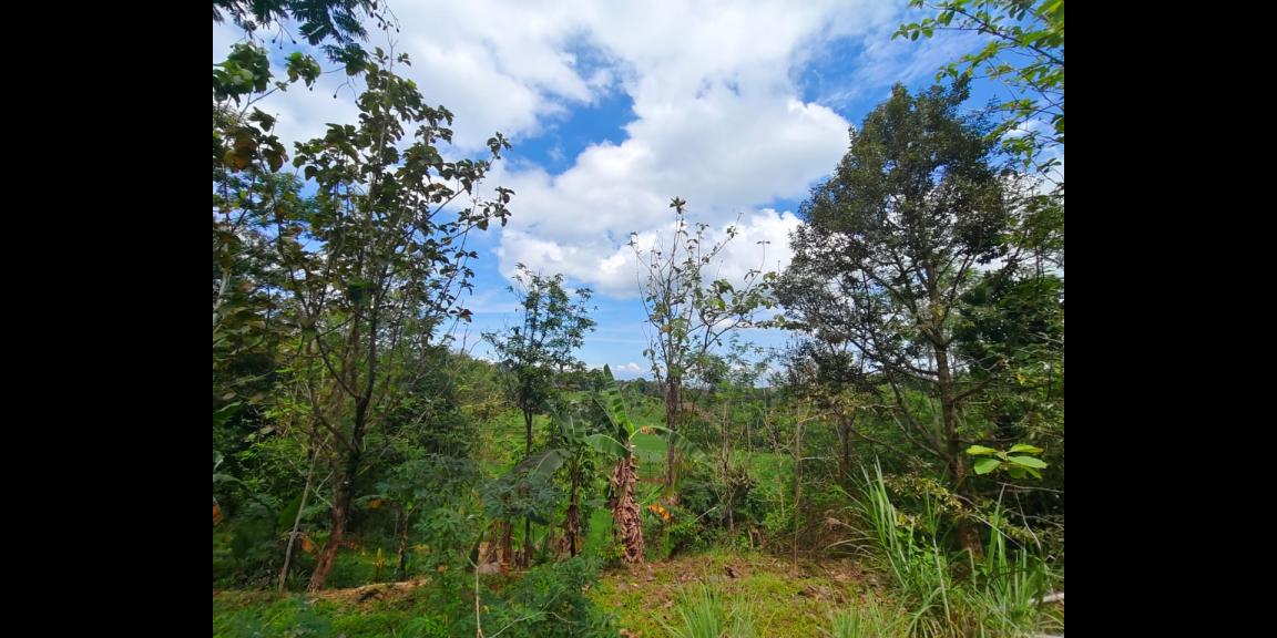 Tanah 750m² Cocok Untuk Villa Ngargoyoso Karanganyar Tanah 750m² Cocok Untuk Villa Ngargoyoso Karanganyar