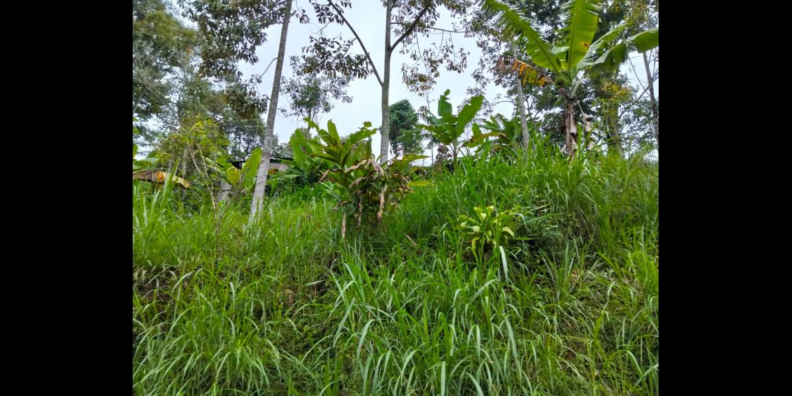 Tanah 90 Juta Udara Dingin Ngargoyoso  Tanah 90 Juta Udara Dingin Ngargoyoso