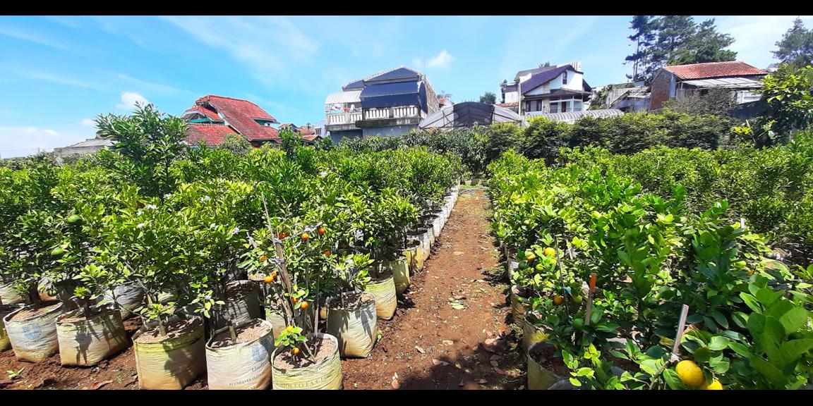 TANAH KAVLING STRAWBERRY SAYAP SERSAN BAJURI BANDUNG TANAH KAVLING STRAWBERRY SAYAP SERSAN BAJURI BANDUNG