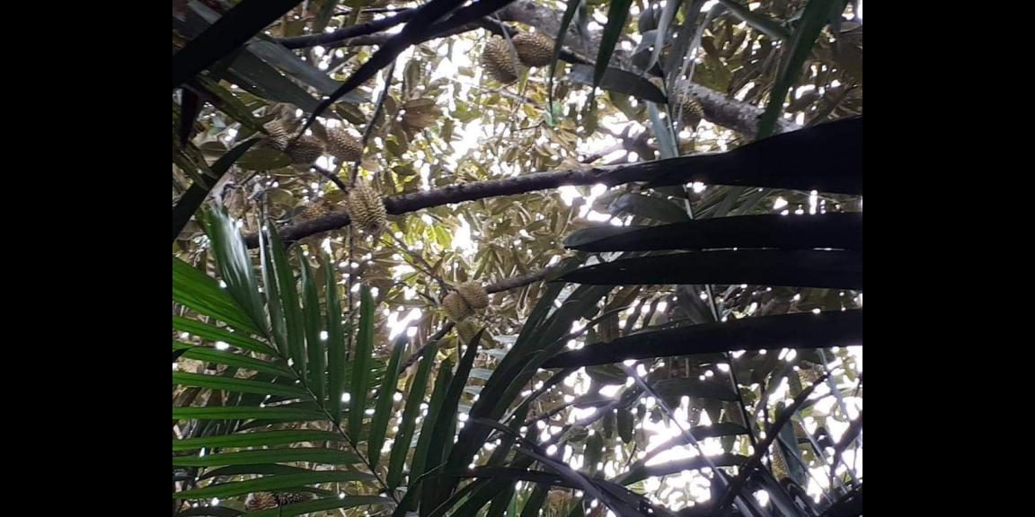 Jual Tanah Perkebunan Siap Panen Luas Daerah Wonosalam Jual Tanah Perkebunan Siap Panen Luas Daerah Wonosalam