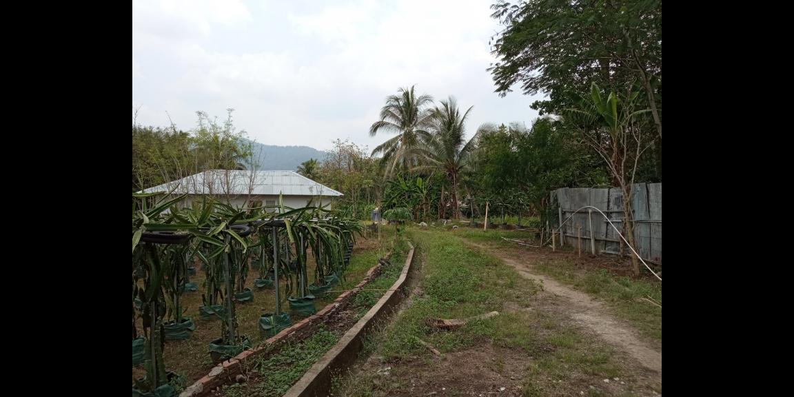 DIJUAL LAHAN KEBUN HOLTIKULTURA BUAH NAGA & TIN LINGKAR SELATAN, CILEGON DIJUAL LAHAN KEBUN HOLTIKULTURA BUAH NAGA & TIN LINGKAR SELATAN, CILEGON