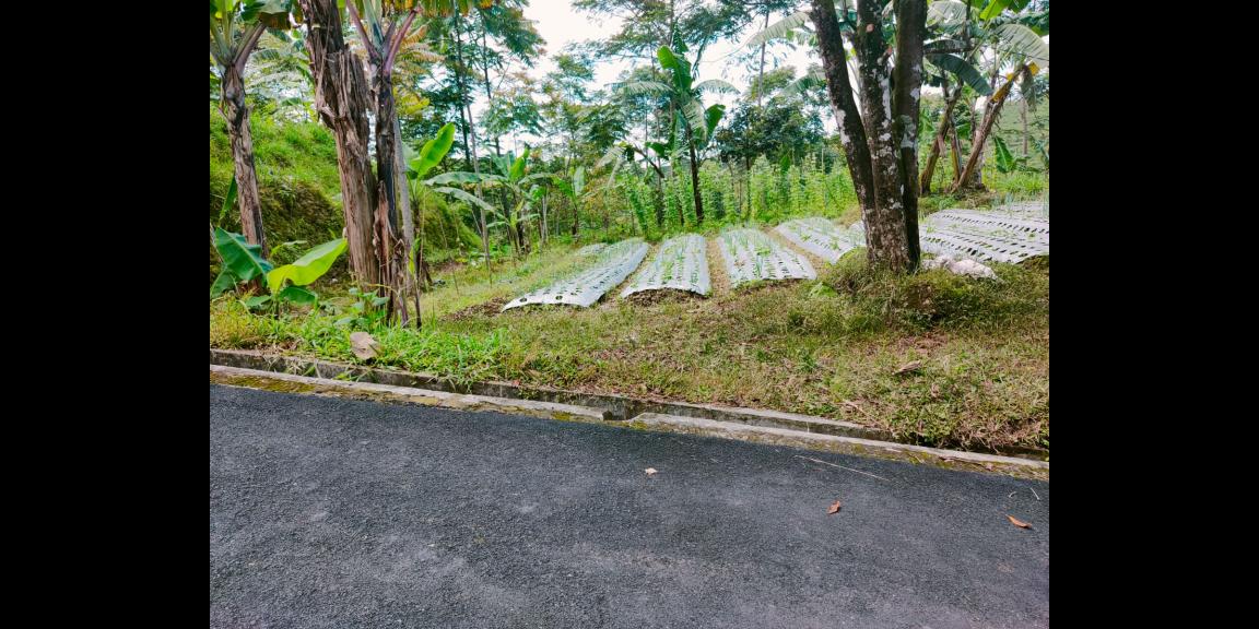 Tanah Datar Strategis Dibangun Villa Ngargoyoso Karanganyar Tanah Datar Strategis Dibangun Villa Ngargoyoso Karanganyar