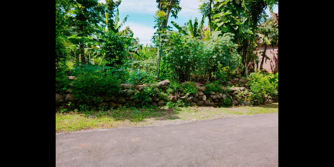 Dijual Tanah Datar Kedawung Sragen Dijual Tanah Datar Kedawung Sragen