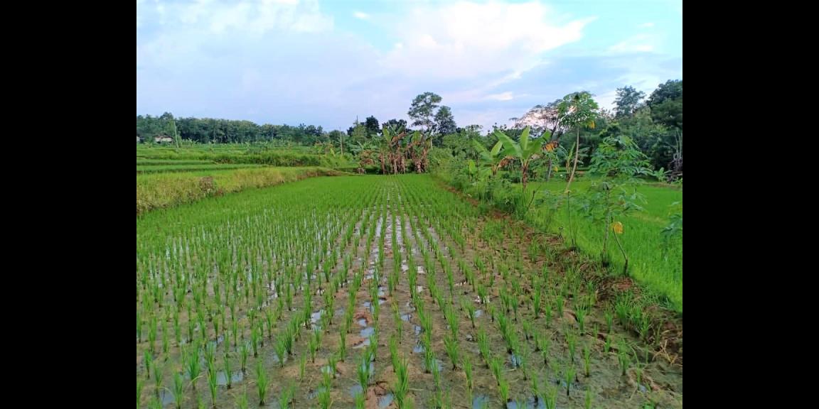 Jual Tanah Sawah 1500m² Parit Karangpelem Kedawung Sragen Jual Tanah Sawah 1500m² Parit Karangpelem Kedawung Sragen