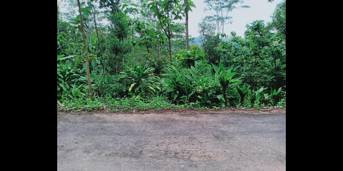 Tanah Cocok untuk Kebun Buah / Investasi Kerjo Karanganyar Tanah Cocok untuk Kebun Buah / Investasi Kerjo Karanganyar