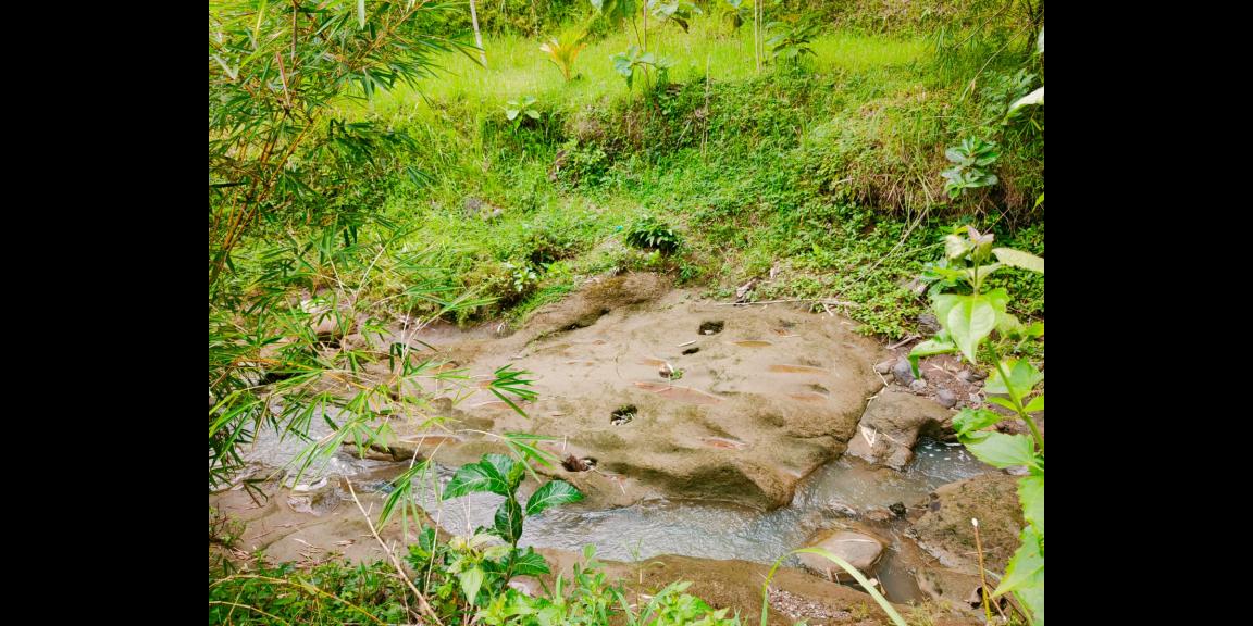 Tanah Subur Cocok untuk Kebun Buah Sambirejo Sragen Tanah Subur Cocok untuk Kebun Buah Sambirejo Sragen