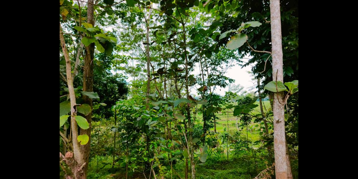 Tanah Strategis dibangun Villa Karangpandan Karanganyar Tanah Strategis dibangun Villa Karangpandan Karanganyar