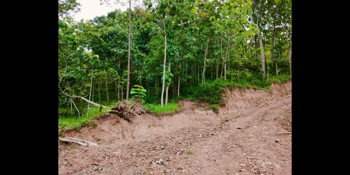 Tanah Kebun Jati 1 Hektar Sambirejo Sragen Tanah Kebun Jati 1 Hektar Sambirejo Sragen