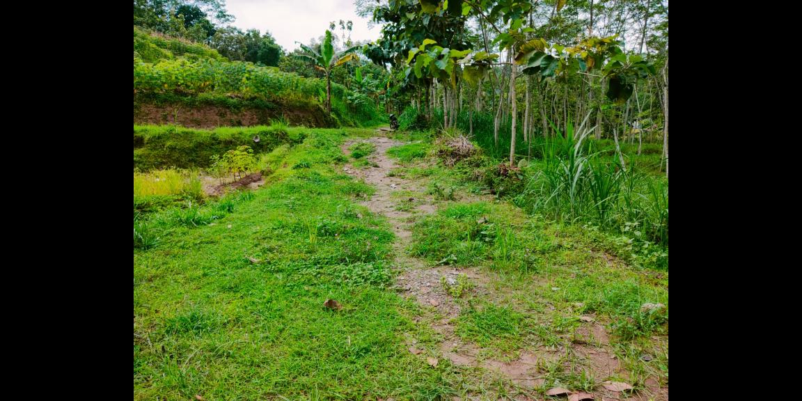 Tanah Kebun Jati 5419m² Sambirejo Sragen Tanah Kebun Jati 5419m² Sambirejo Sragen