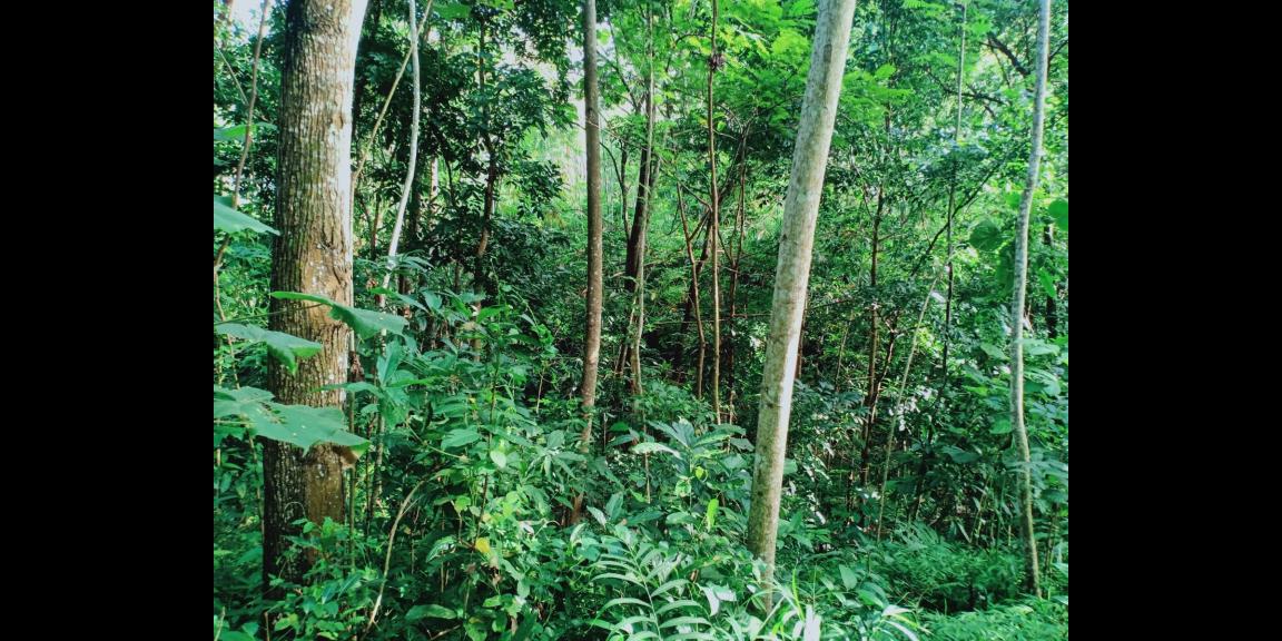 Jual Cepat Tanah 1183m² Karanganyar Jual Cepat Tanah 1183m² Karanganyar