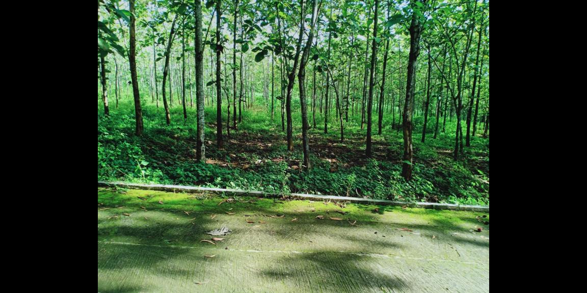 Tanah Kebun Jati Datar 1 Hektar Kerjo Karanganyar Tanah Kebun Jati Datar 1 Hektar Kerjo Karanganyar