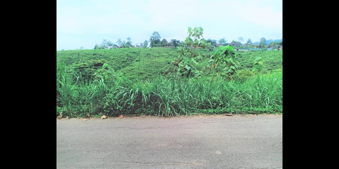 Dijual Tanah 3512m² View Hamparan Kebun Teh Kemuning Dijual Tanah 3512m² View Hamparan Kebun Teh Kemuning