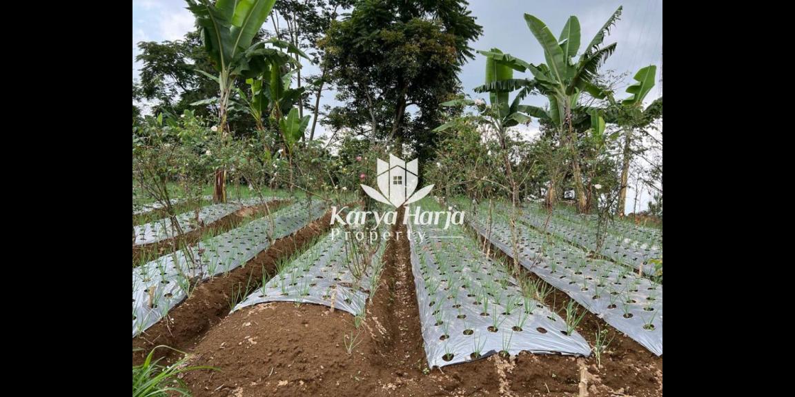 Tanah Istimewa Dekat Telaga Madirda Kemuning Tanah Istimewa Dekat Telaga Madirda Kemuning