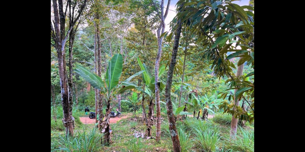 Kebun Durian 1300m2 Kemuning Ngargoyoso Karanganyar Kebun Durian 1300m2 Kemuning Ngargoyoso Karanganyar