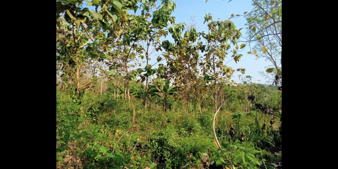 Tanah 12400m² Jumapolo Karanganyar Tanah 12400m² Jumapolo Karanganyar