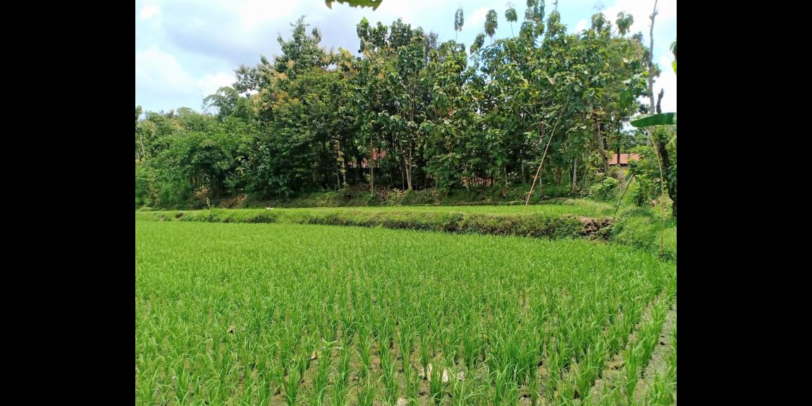 Tanah Cocok untuk Rumah Tinggal Gondang Sragen Tanah Cocok untuk Rumah Tinggal Gondang Sragen