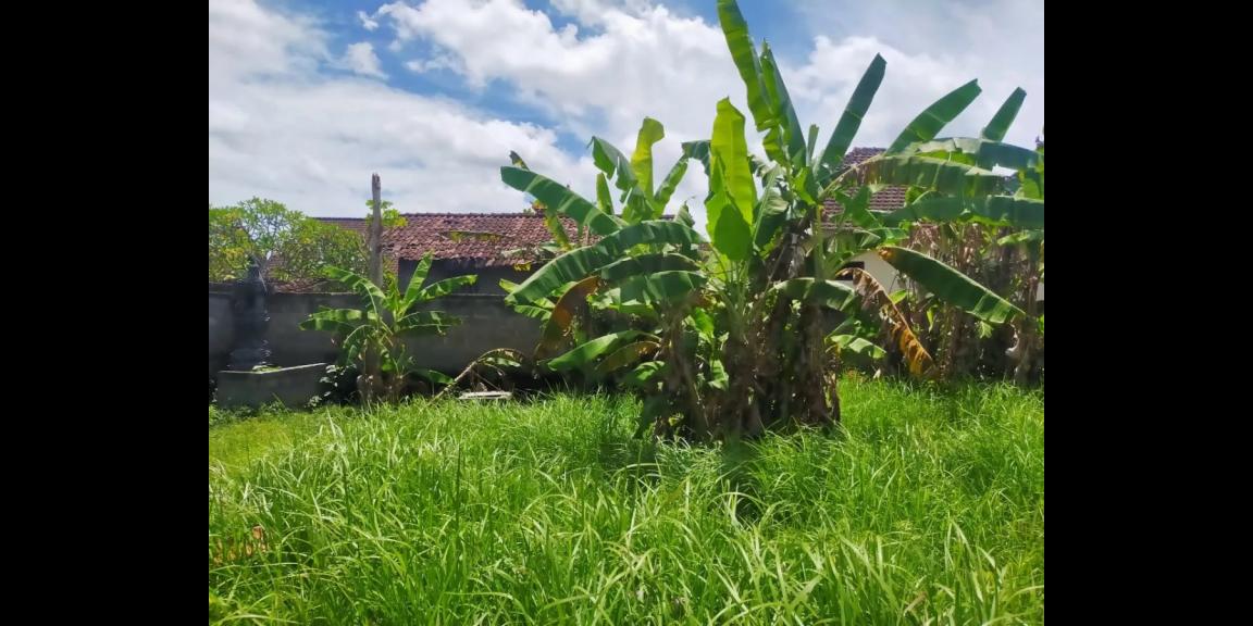 Tanah Murah di Jalan Gede Desa Daerah Mengwi Bali Tanah Murah di Jalan Gede Desa Daerah Mengwi Bali