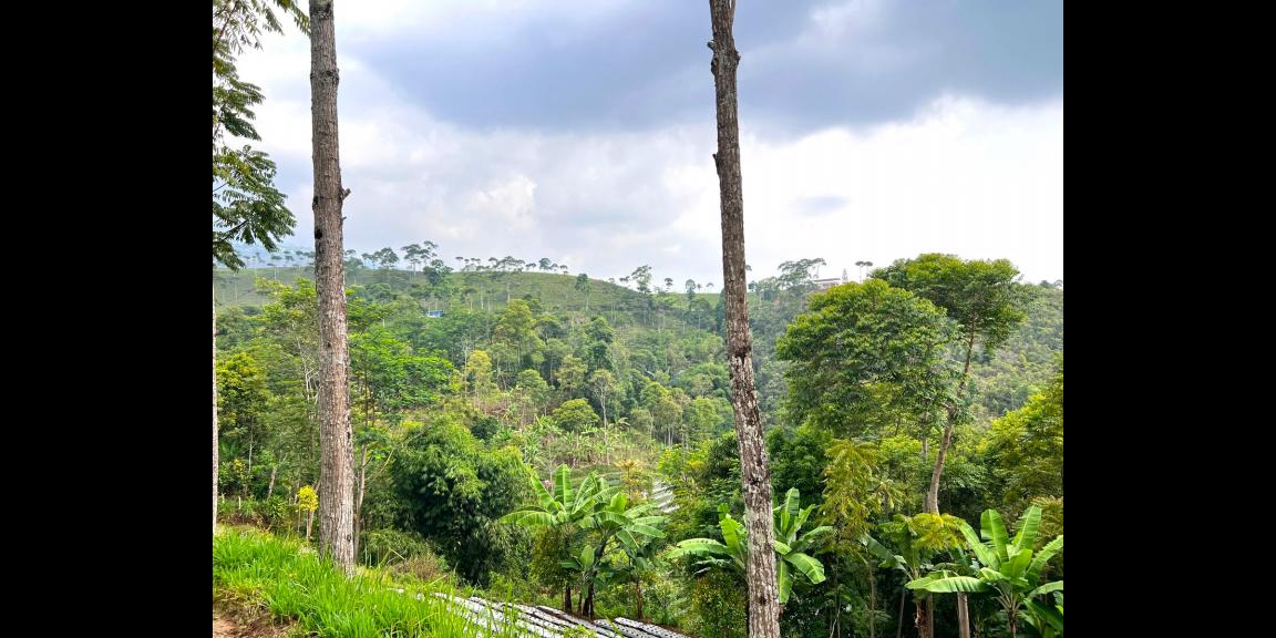 Tanah Hadap Kebun Teh & Jembatan Kaca Kemuning Tanah Hadap Kebun Teh & Jembatan Kaca Kemuning