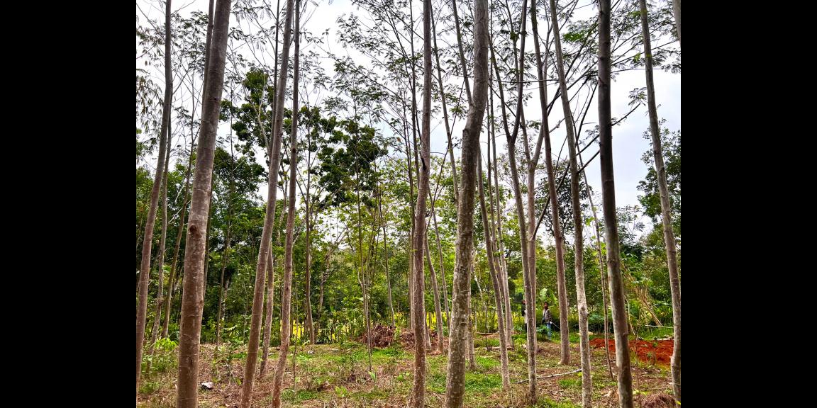 Kebun Sengon 897m2 Mojogedang Karanganyar Kebun Sengon 897m2 Mojogedang Karanganyar