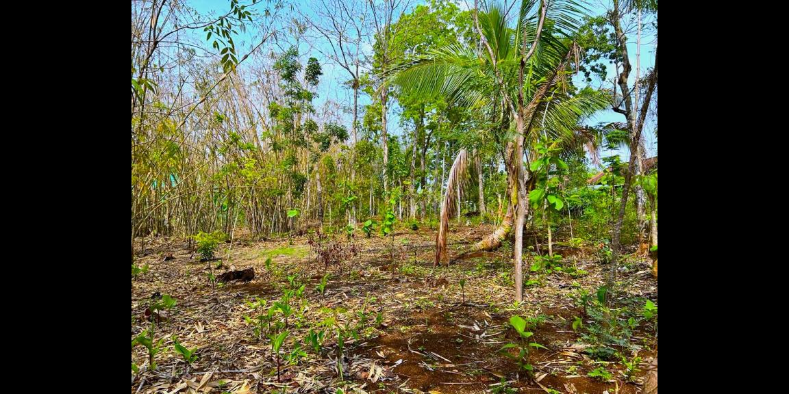 Tanah 1000m Dekat Pasar Batujamus Kerjo Karanganyar Tanah 1000m Dekat Pasar Batujamus Kerjo Karanganyar