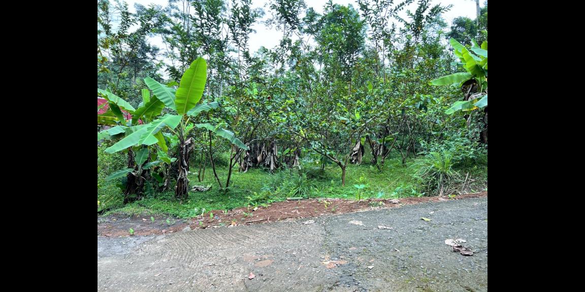 Tanah Kebun Jambu Kemuning Karanganyar Tanah Kebun Jambu Kemuning Karanganyar