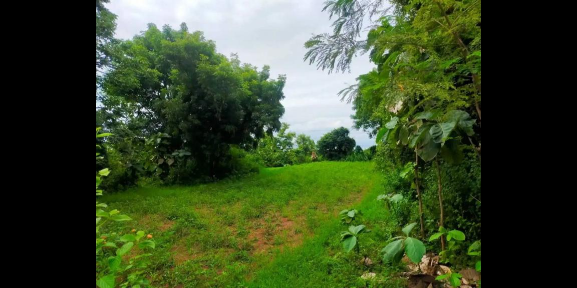 Tanah di Jalan Damai Daerah Kayu Putih Buleleng Tanah di Jalan Damai Daerah Kayu Putih Buleleng