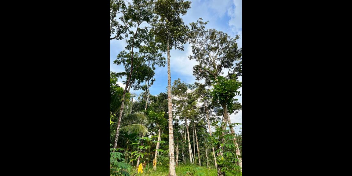 Kebun Durian Siap Berbuah Karanganyar Kebun Durian Siap Berbuah Karanganyar