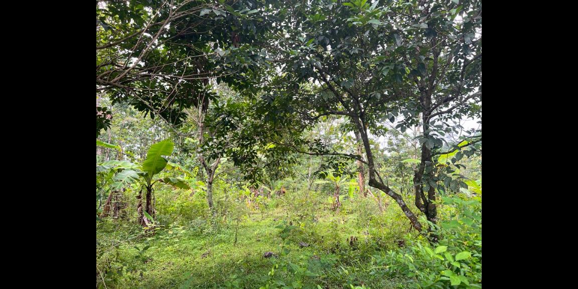 Tanah Dekat Fasilitas Umum Kerjo Karanganyar Tanah Dekat Fasilitas Umum Kerjo Karanganyar