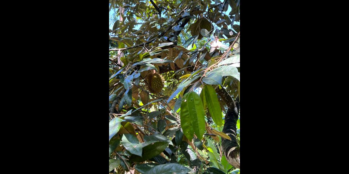 Dijual Kebun Durian Siap Panen Karanganyar Dijual Kebun Durian Siap Panen Karanganyar