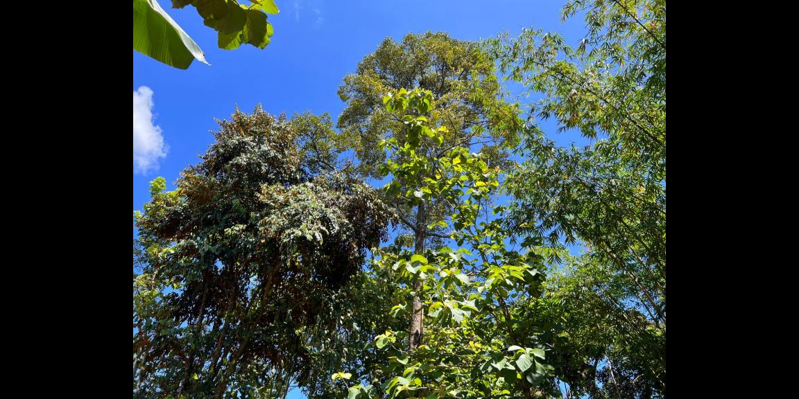 Dijual Tanah Bonus Kebun Durian Mojogedang Karanganyar Dijual Tanah Bonus Kebun Durian Mojogedang Karanganyar