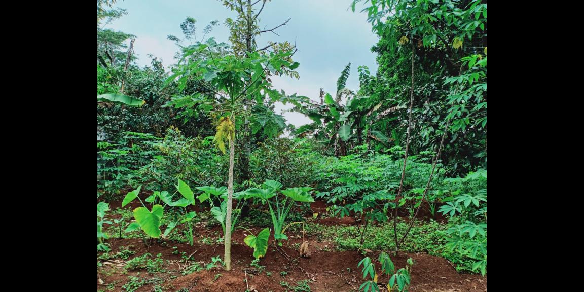 Kebun Durian Utara Pasar Mojogedang Karanganyar Kebun Durian Utara Pasar Mojogedang Karanganyar