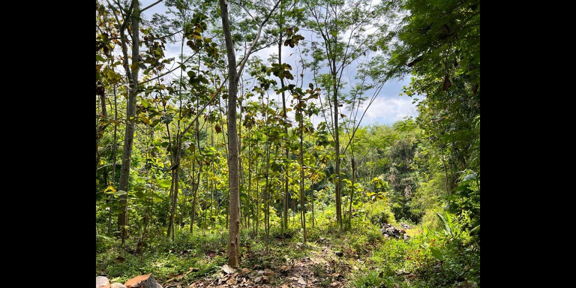 Dijual Tanah 1936 m2 Dekat Pasar Mojogedang Karanganyar Dijual Tanah 1936 m2 Dekat Pasar Mojogedang Karanganyar