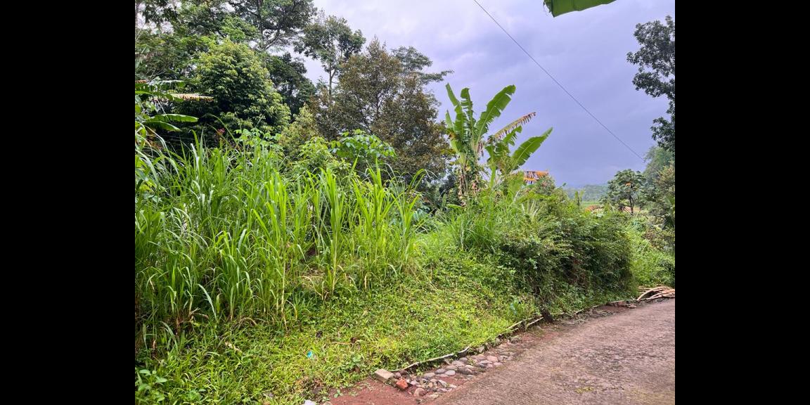 Kebun Durian Siap Berbuah Mojogedang Karanganyar Kebun Durian Siap Berbuah Mojogedang Karanganyar
