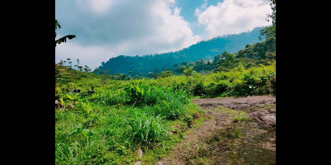 Tanah Datar dikelilingi Kebun Teh Kemuning Karanganyar Tanah Datar dikelilingi Kebun Teh Kemuning Karanganyar