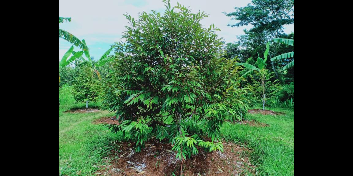 Dijual Tanah Kebun Durian Datar Karanganyar Dijual Tanah Kebun Durian Datar Karanganyar