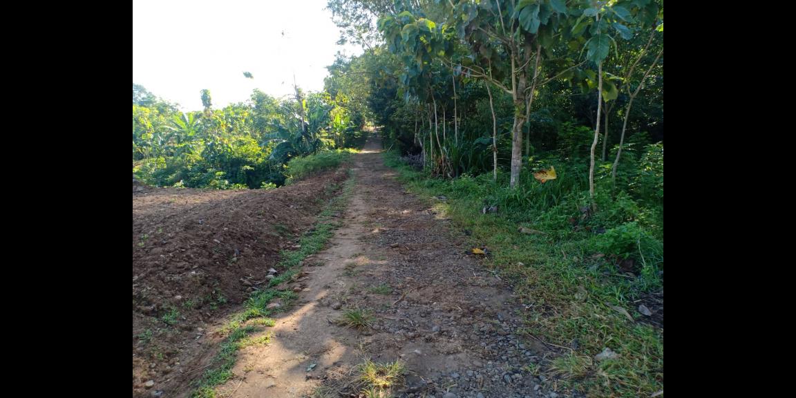 Tanah Sawah 60 Juta Kedawung Sragen Tanah Sawah 60 Juta Kedawung Sragen