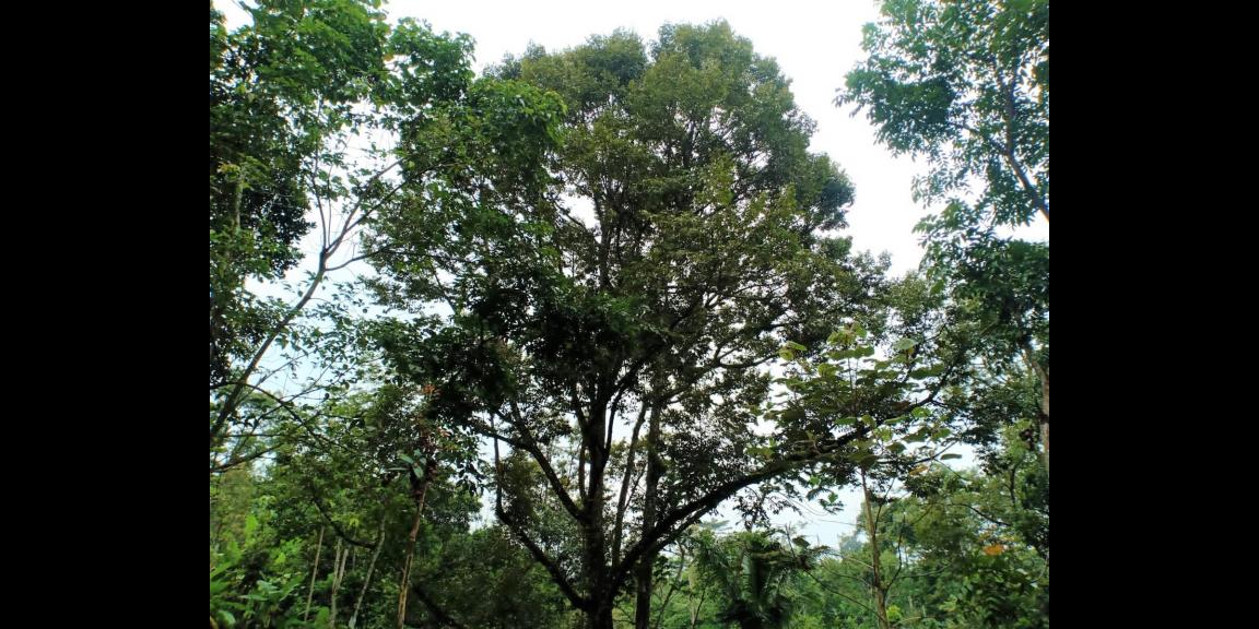 Dijual Tanah Kebun Durian 3600m² Mojogedang Karanganyar Dijual Tanah Kebun Durian 3600m² Mojogedang Karanganyar