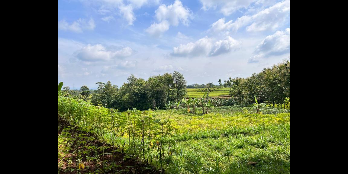 Dijual Tanah Kebun Jati 1200m² Kerjo Karanganyar Dijual Tanah Kebun Jati 1200m² Kerjo Karanganyar