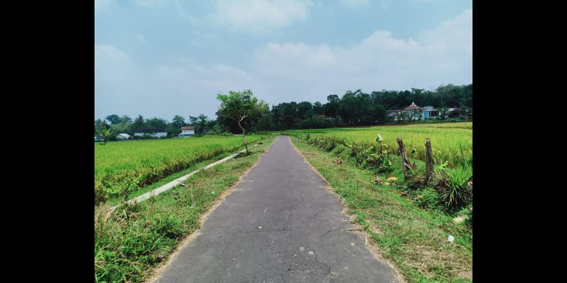 Sawah Produktif 1 Hektar Mojogedang Karanganyar Sawah Produktif 1 Hektar Mojogedang Karanganyar