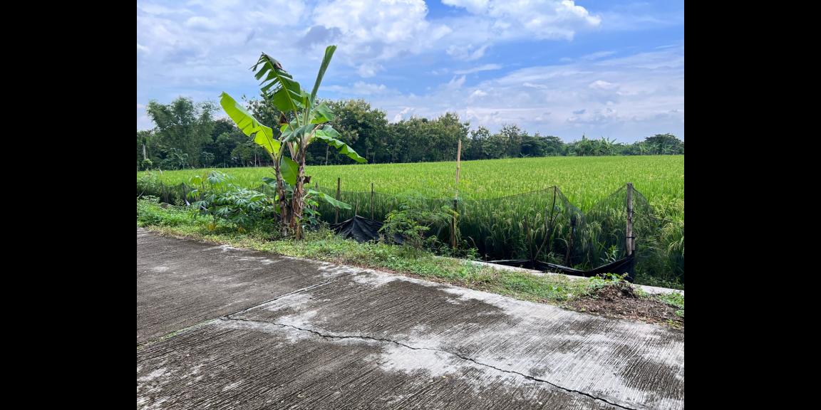 Dijual Tanah 1320m² Karangmalang Sragen Dijual Tanah 1320m² Karangmalang Sragen