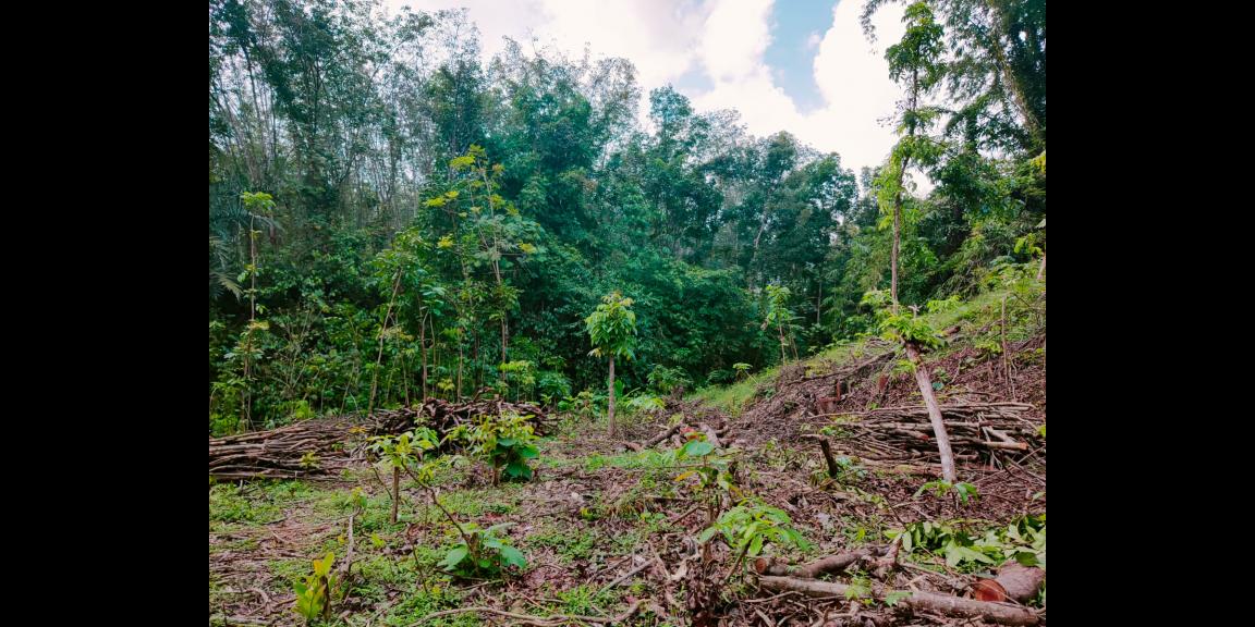 Tanah Subur Dekat Sungai Kerjo Karanganyar Tanah Subur Dekat Sungai Kerjo Karanganyar