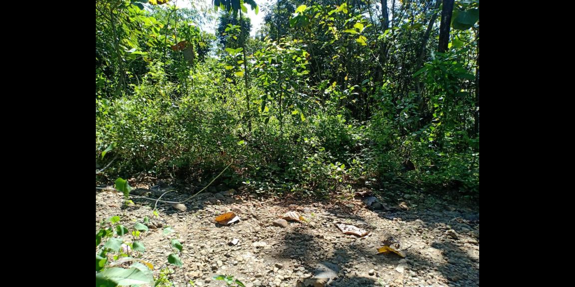 Jual Tanah Murah 55 Juta di Sragen Jual Tanah Murah 55 Juta di Sragen