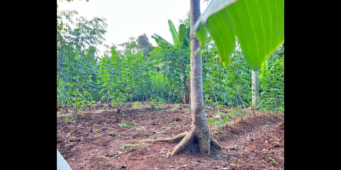 Tanah Datar Hook 2274m² Kerjo Karanganyar Tanah Datar Hook 2274m² Kerjo Karanganyar