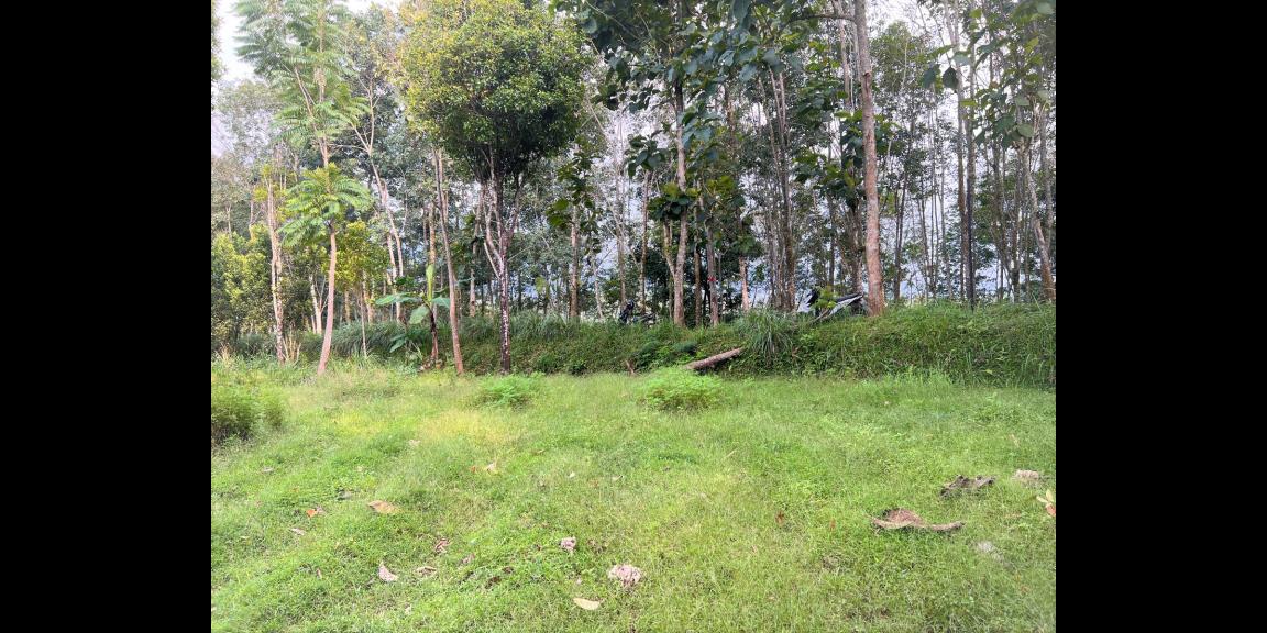 Dijual Tanah 2000m² Ngargoyoso Karanganyar Dijual Tanah 2000m² Ngargoyoso Karanganyar