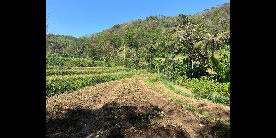 Tanah 1327m² Dekat Mata Air Wisata Kemuning Tanah 1327m² Dekat Mata Air Wisata Kemuning